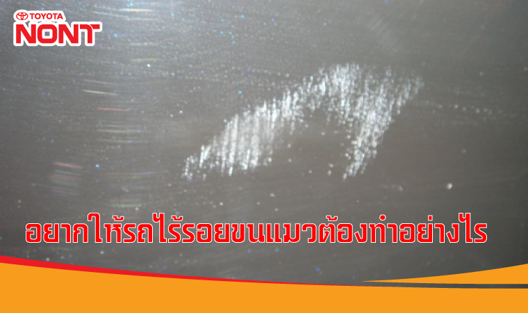 อยากให้รถไร้รอยขนแมวต้องทำอย่างไร